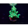 WYSIWYG Acropora Maricultura aclimatada LED