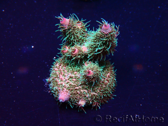 WYSIWYG Acropora Marikultur akklimatisiert LED