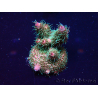 WYSIWYG Acropora millepora 15D5 Mariculture acclimaté led
