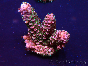WYSIWYG Acropora Maricoltura acclimatata a LED