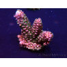 WYSIWYG Acropora Marikultur akklimatisiert LED