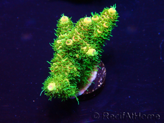 WYSIWYG Acropora acclimatato con LED