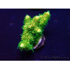 WYSIWYG Acropora acclimatato con LED