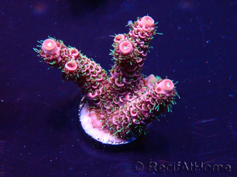 WYSIWYG AcroporaAustralia aclimatada LED