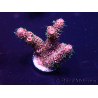 WYSIWYG AcroporaAustralia aclimatada LED