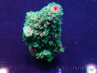 WYSIWYG Acropora aclimatada LED