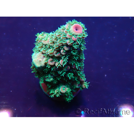 WYSIWYG Acropora acclimatata a LED
