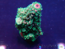 WYSIWYG Acropora acclimated LED