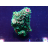 WYSIWYG Acropora geacclimatiseerd LED