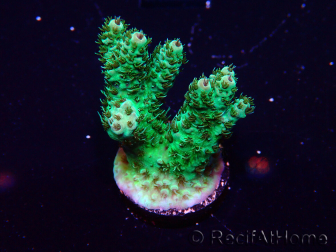 WYSIWYG Acropora 15F4 aclimatada LED