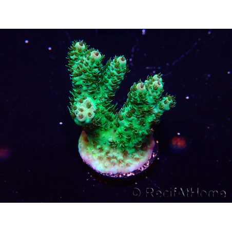 WYSIWYG Acropora 15F4 geacclimatiseerd LED