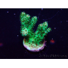 WYSIWYG Acropora 15F4 Mariculture acclimaté led
