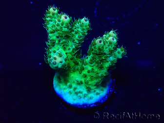 WYSIWYG Acropora 15F4 Mariculture acclimaté led