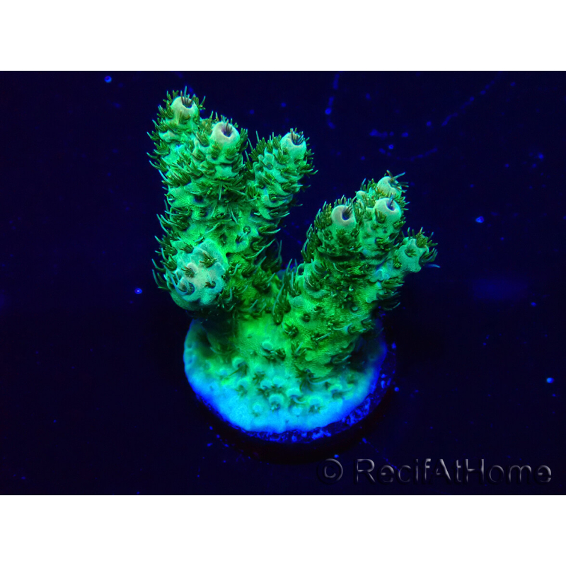 WYSIWYG Acropora 15F4 Mariculture acclimaté led