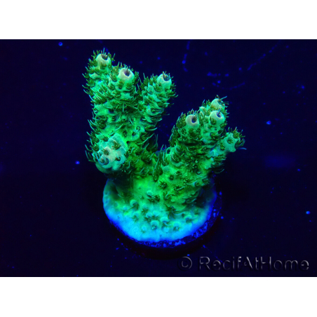 WYSIWYG Acropora 15F4 geacclimatiseerd LED