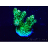 WYSIWYG Acropora 15F4 Mariculture acclimaté led