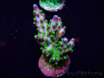 WYSIWYG Acropora geacclimatiseerd LED