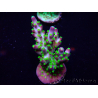 WYSIWYG Acropora acclimatata a LED