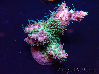WYSIWYG Acropora Australien akklimatisiert LED
