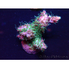 WYSIWYG Acropora Australien akklimatisiert LED
