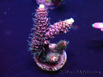 WYSIWYG Acropora Marikultur akklimatisiert LED