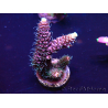 WYSIWYG Acropora tenuis Maricultura aclimatada led