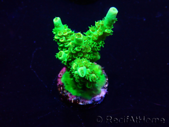 WYSIWYG Acropora Marikultur akklimatisiert LED