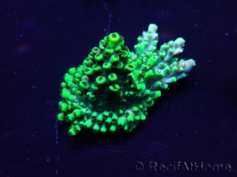 WYSIWYG Acropora acclimatata a LED