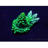WYSIWYG Acropora aclimatada LED