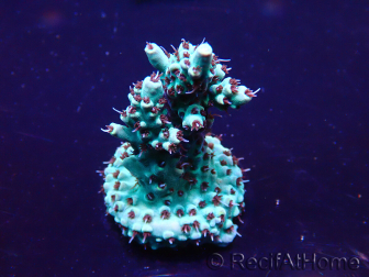 WYSIWYG Acropora 15G2 Mariculture acclimaté led