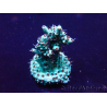 WYSIWYG Acropora 15G2 Mariculture acclimaté led