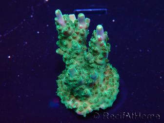 WYSIWYG Acropora 15G3 Australia aclimatada LED