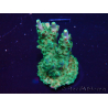 WYSIWYG Acropora 15G3 Australia acclimated LED