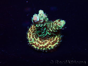 WYSIWYG Acropora akklimatisiert LED