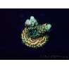 WYSIWYG Acropora akklimatisiert LED