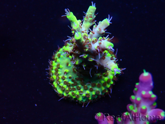 WYSIWYG Acropora 15G8 Maricultura aclimatado led