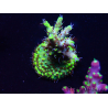 WYSIWYG Acropora 15G8 Maricoltura acclimatata a led