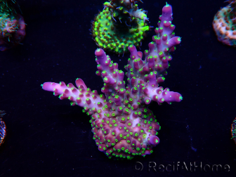 WYSIWYG Acropora 15G10 Mariculture acclimaté led
