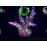 WYSIWYG Acropora 15G10 acclimated LED