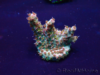 WYSIWYG Acropora Maricoltura acclimatata a LED