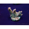 WYSIWYG Acropora Maricoltura acclimatata a LED