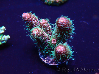 WYSIWYG Acropora Marikultur akklimatisiert LED
