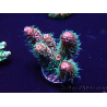 WYSIWYG Acropora millepora Maricultuur geacclimatiseerd LED