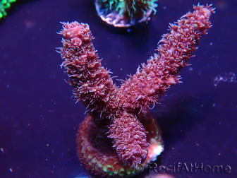 WYSIWYG Acropora 15H10 Mariculture acclimaté led