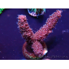 WYSIWYG Acropora Marikultur akklimatisiert LED