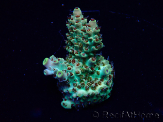 WYSIWYG Acropora Marikultur akklimatisiert LED