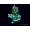 WYSIWYG Acropora Marikultur akklimatisiert LED