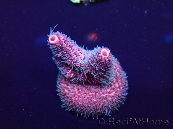 WYSIWYG Acropora Marikultur akklimatisiert LED