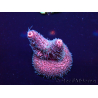 WYSIWYG Acropora Marikultur akklimatisiert LED