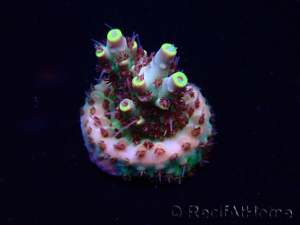 WYSIWYG Acropora 15I4 Mariculture acclimaté led